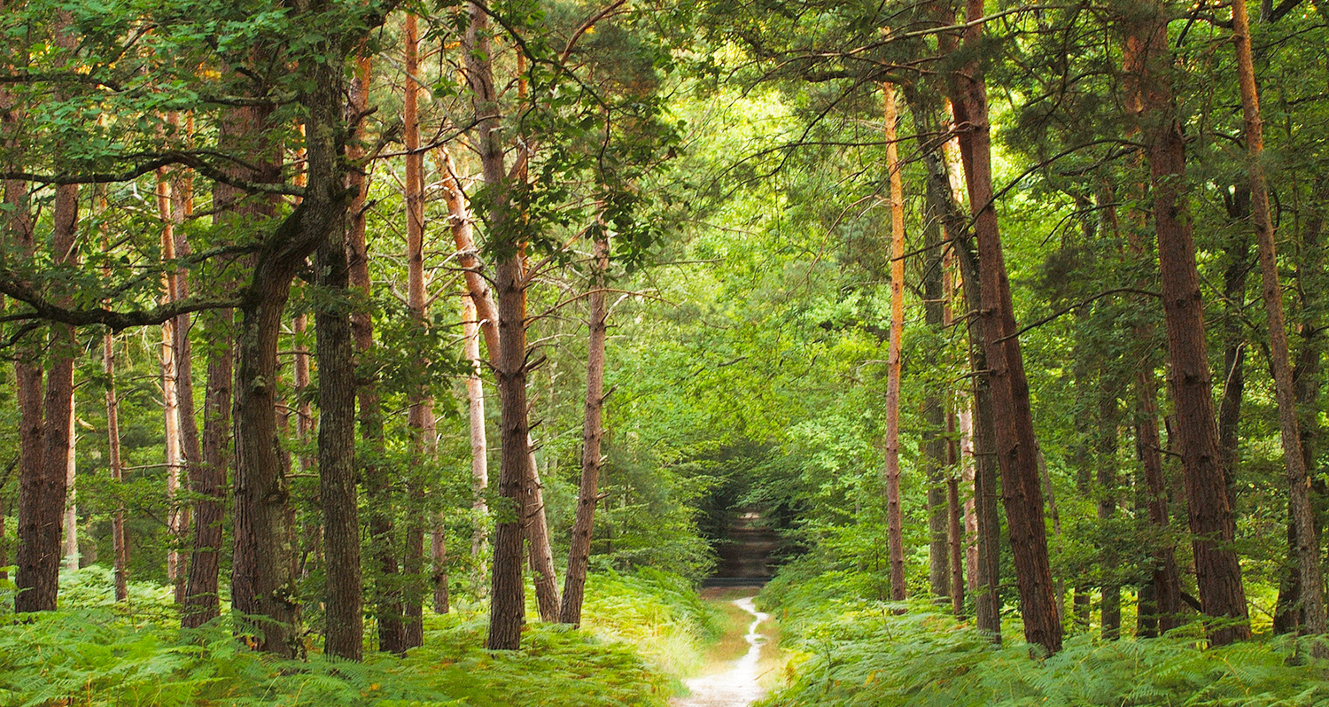 NOS ACTIVITES – Forestière Chasseval 45